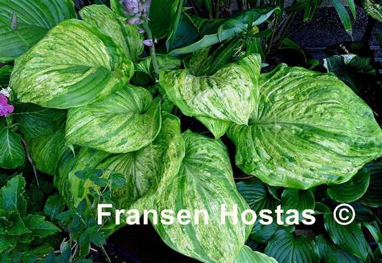 Hosta Gunther's Prize