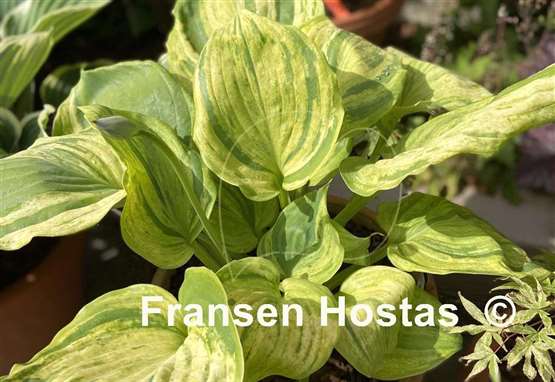 Hosta Gunther's Prize