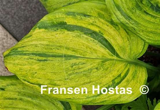 Hosta Gunther's Prize