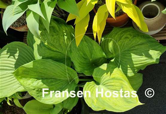 Hosta Gunther's Prize
