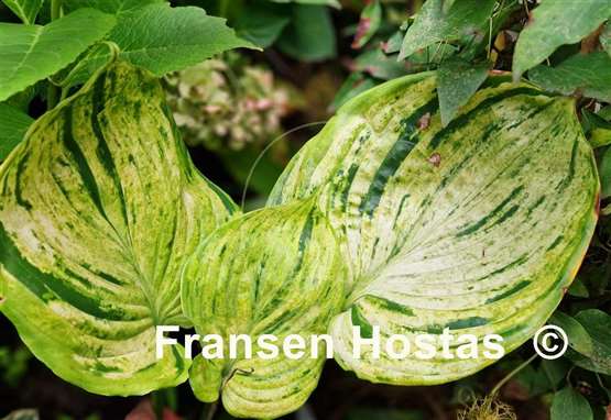 Hosta Gunther's Prize