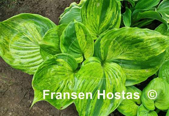 Hosta Gunther's Prize