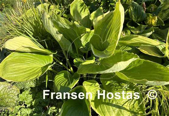 Hosta Gunther's Rim