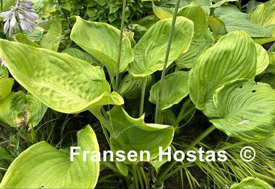 Hosta Gunther's Rim