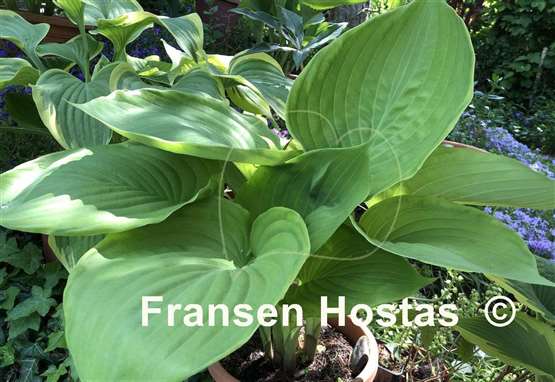 Hosta Gunther's Rim