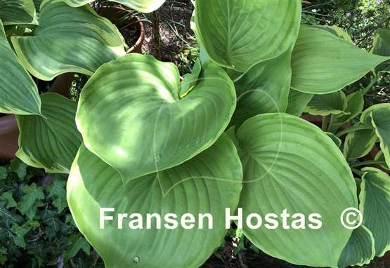 Hosta Gunther's Rim