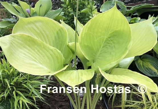 Hosta Gunther's Rim