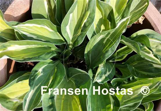 Hosta Gypsy Lemon 