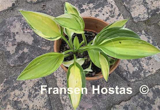 Hosta Gypsy Rose Kokett