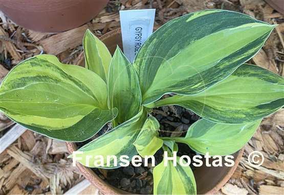Hosta Gypsy Rose Kokett