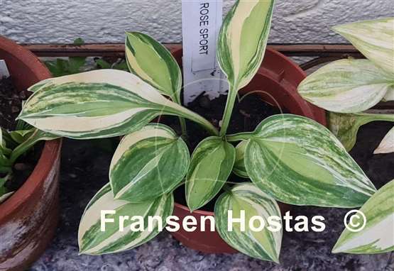 Hosta Gypsy Rose Kokett