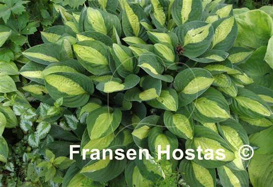 Hosta Gypsy Rose