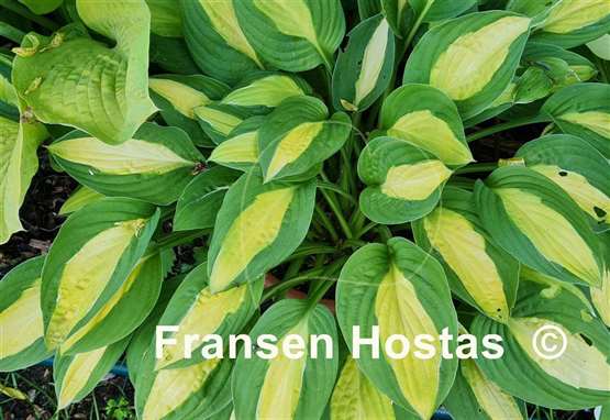 Hosta Gypsy Rose