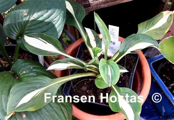 Hosta Gypsy White
