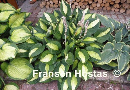Hosta Gypsy Rose