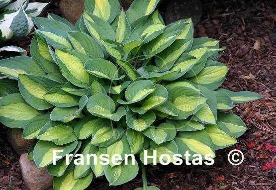 Hosta Gypsy Rose