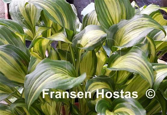 Hosta Geisha
