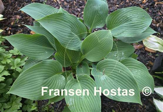 Hosta grey goose