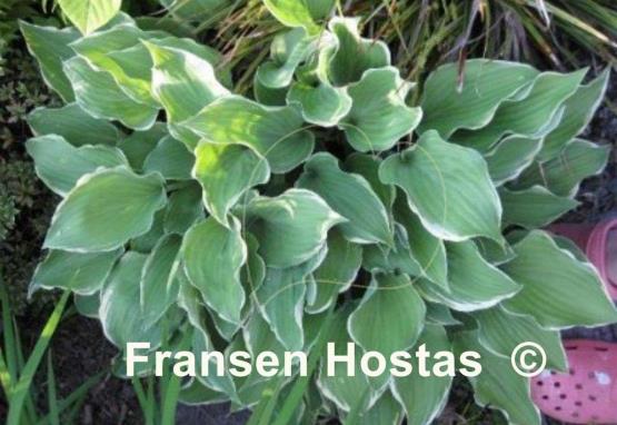 Hosta Gay Blade