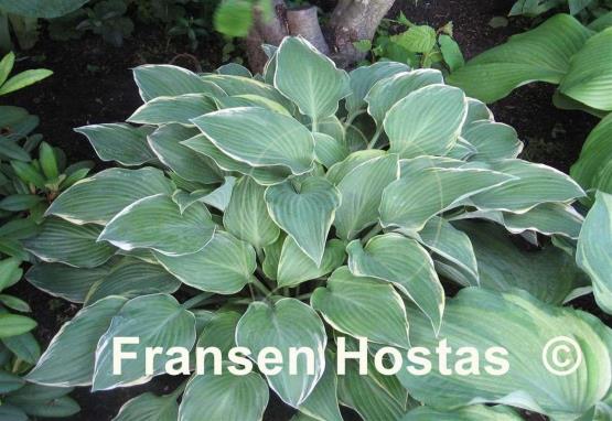 Hosta Gay Blade