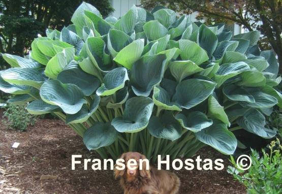 Hosta Gentle Giant