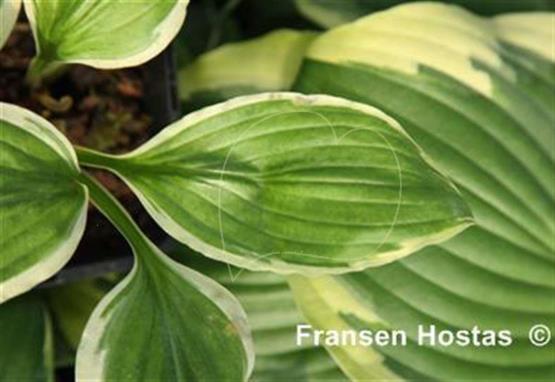 Hosta Goddess of Athena