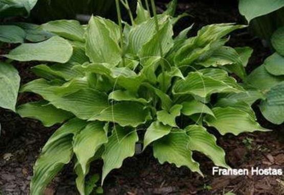 Hosta Goldbrook Galleon