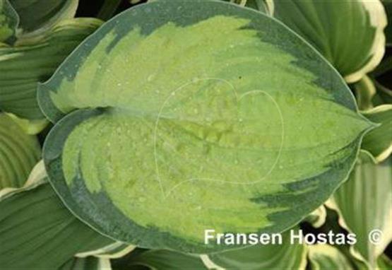 Hosta Goldbrook Gayle