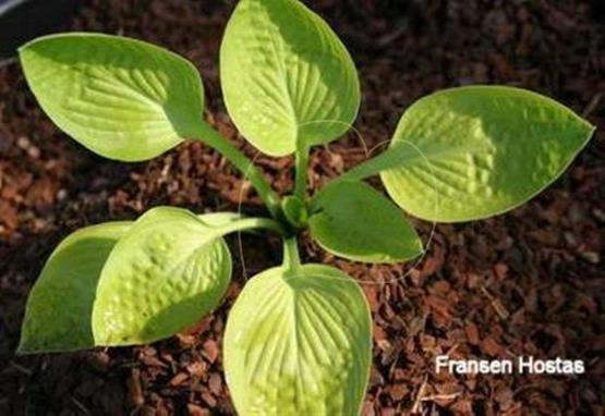 Hosta Goldbrook Girl