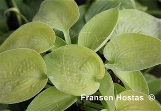 Hosta Goldbrook Gold