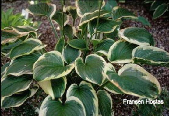 Hosta Goldbrook Gratis