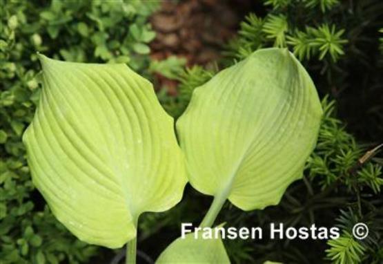 Hosta Golden Goal