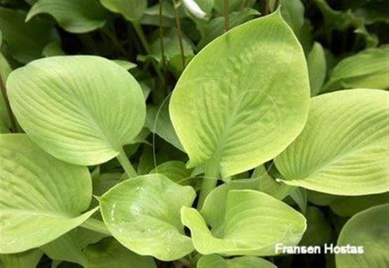 Hosta Golden Nugget