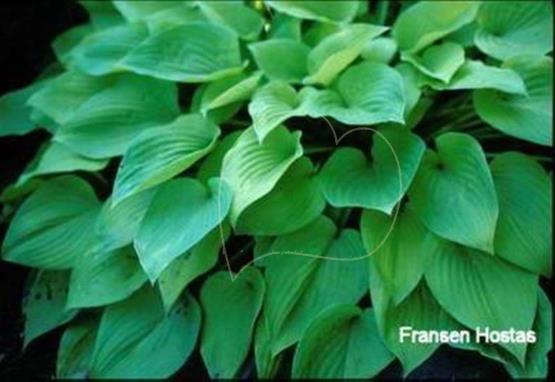 Hosta Golden Teacup