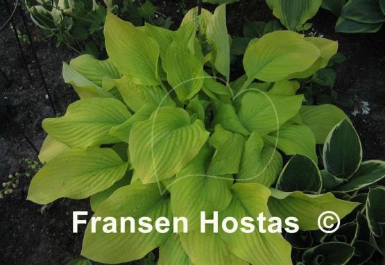 Hosta Goldsmith