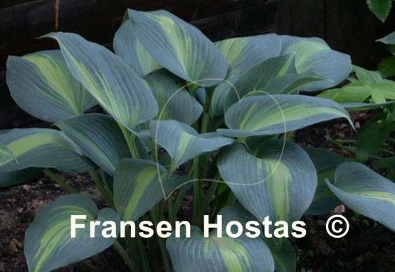 Hosta Grand Marquee