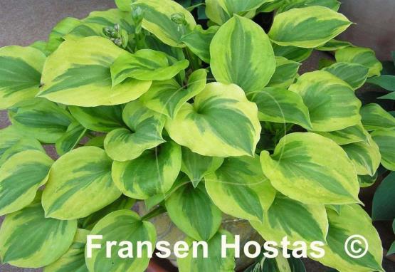 Hosta Grand Tiara