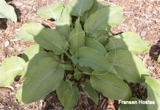 Hosta Green Formal