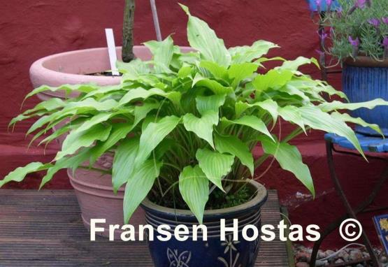 Hosta Green Fountain