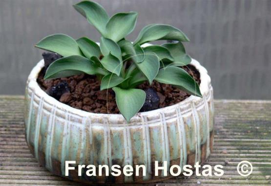Hosta Green Mouse Ears