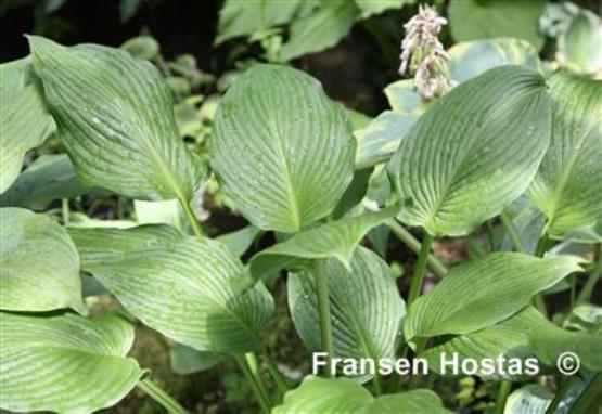 Hosta Green River