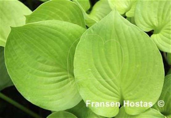 Hosta Green Sleeve