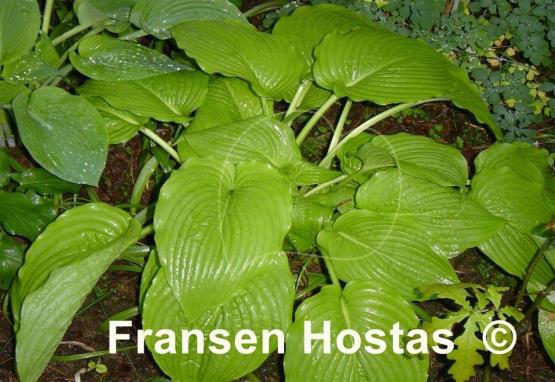 Hosta Greenwood