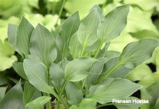 Hosta Grünfink