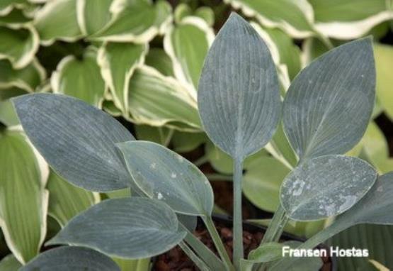 Hosta Gun Metal Blue