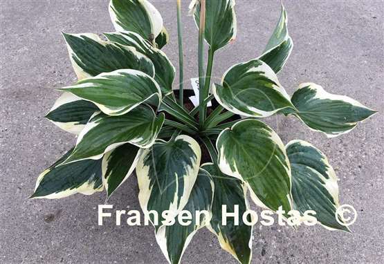 Hosta Hi-Class