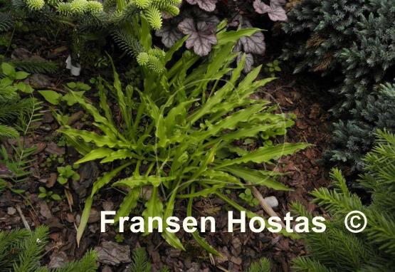 Hosta Hacksaw