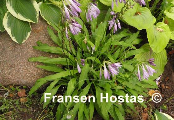 Hosta Hacksaw