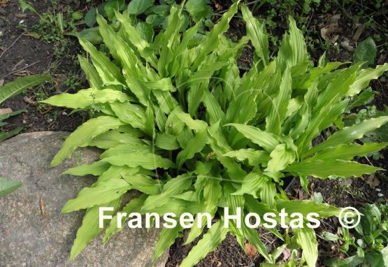 Hosta Hacksaw
