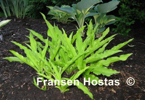 Hosta Hacksaw